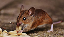 24 Hour & Emergency Exterminators in York Beach, ME